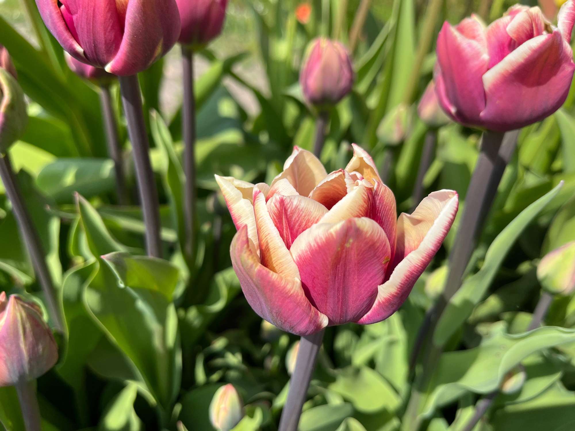 Tulpe 'Wyndham'